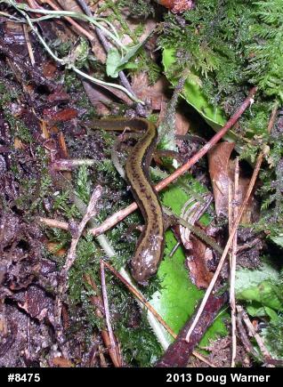 Northern Two-lined Salamander