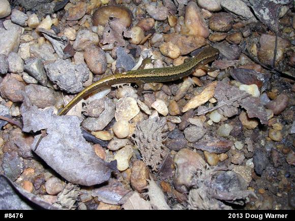 Northern Two-lined Salamander