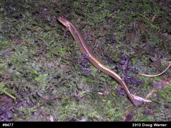 Northern Two-lined Salamander