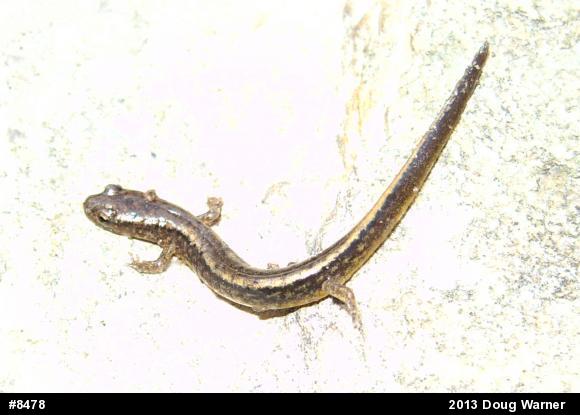 Northern Two-lined Salamander