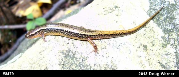 Northern Two-lined Salamander