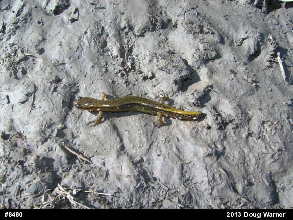 Northern Two-lined Salamander