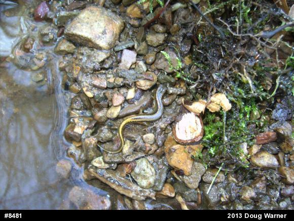 Northern Two-lined Salamander