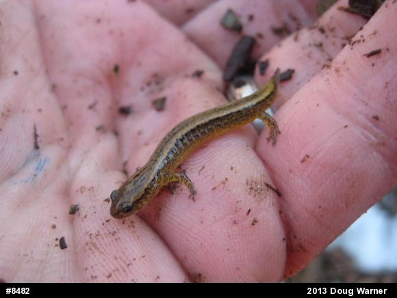 Northern Two-lined Salamander
