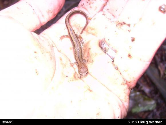 Northern Two-lined Salamander