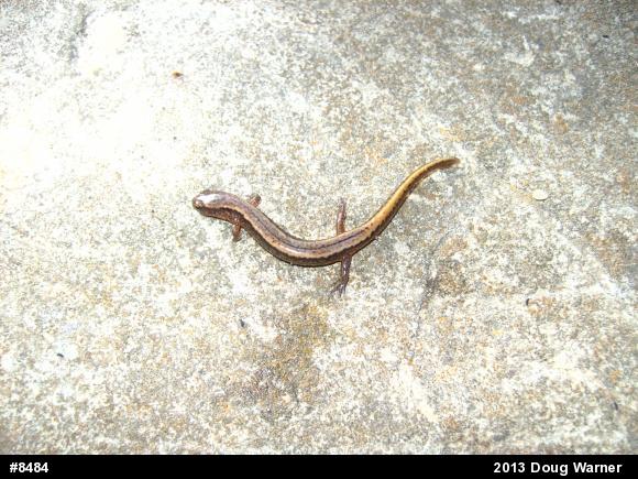 Northern Two-lined Salamander
