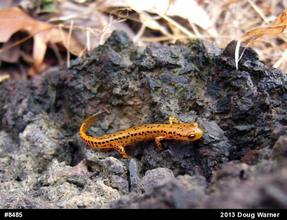 Eastern Long-tailed Salamander