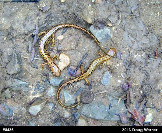 Eastern Long-tailed Salamander