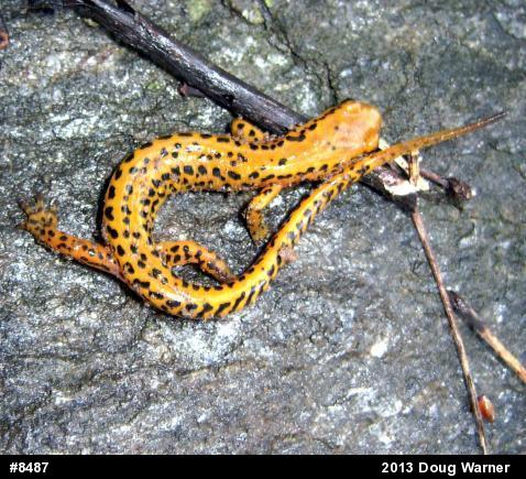 Eastern Long-tailed Salamander