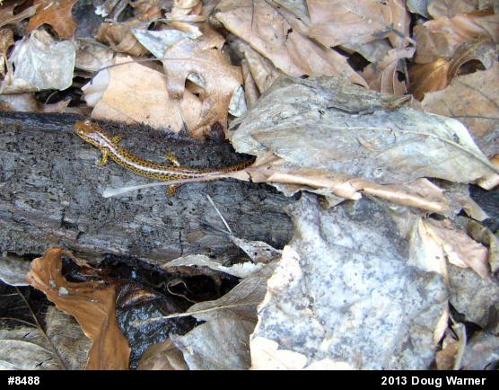 Eastern Long-tailed Salamander
