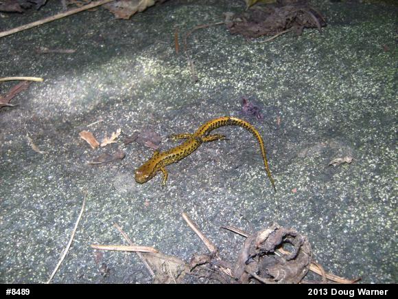 Eastern Long-tailed Salamander