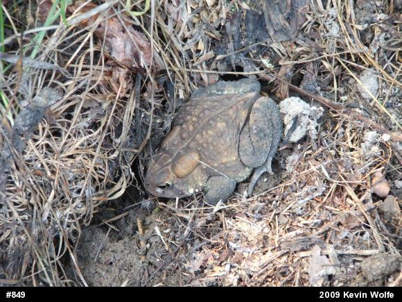 Eastern American Toad