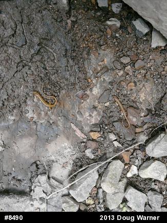 Eastern Long-tailed Salamander