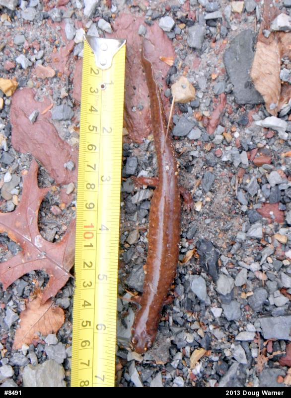 Northern Spring Salamander