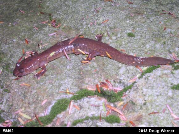 Northern Spring Salamander