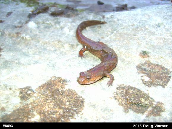 Northern Spring Salamander