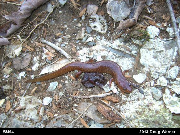 Northern Spring Salamander