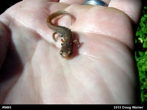 Four-toed Salamander
