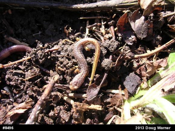Four-toed Salamander