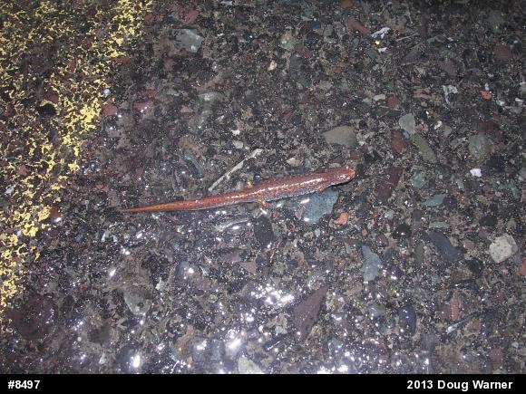Four-toed Salamander