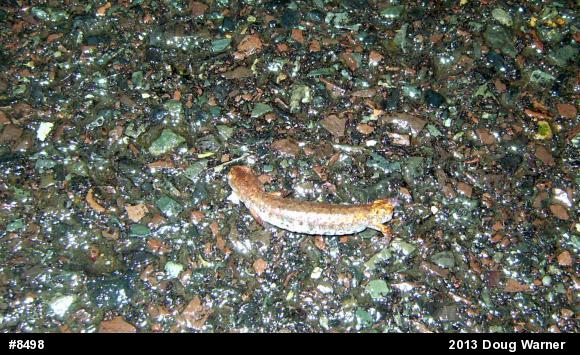 Four-toed Salamander