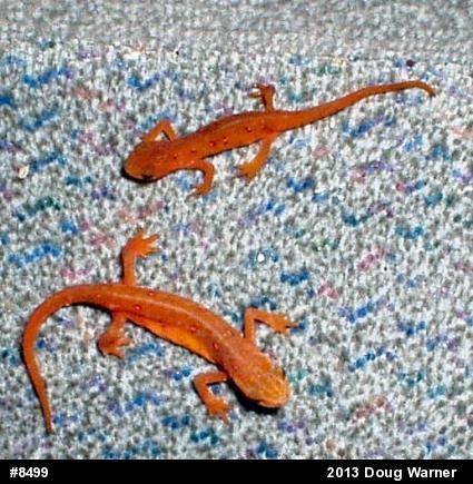 Red-spotted Newt