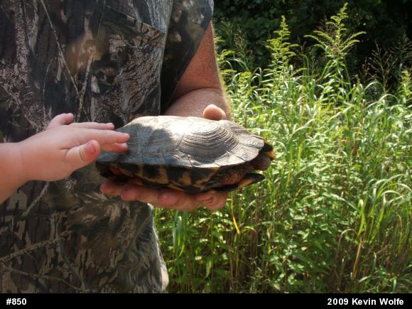 Wood Turtle