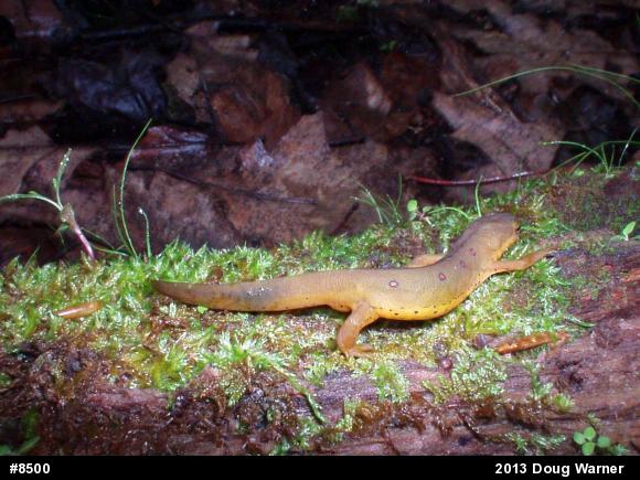 Red-spotted Newt