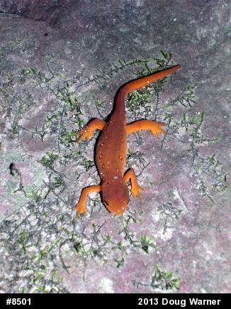 Red-spotted Newt