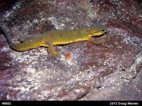 Red-spotted Newt