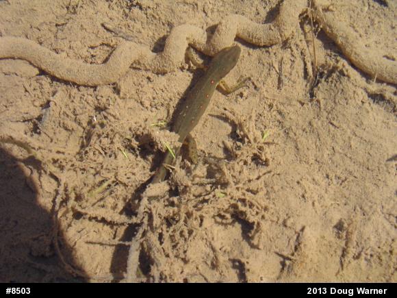 Red-spotted Newt