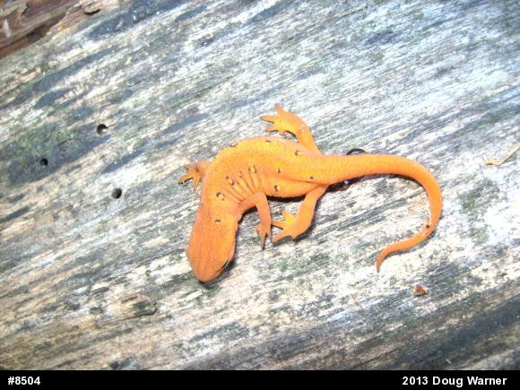 Red-spotted Newt