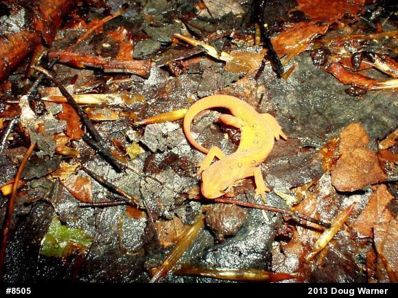 Red-spotted Newt