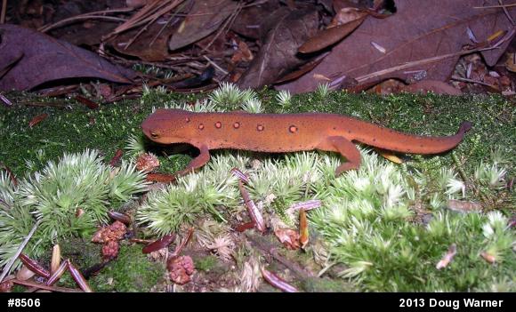 Red-spotted Newt