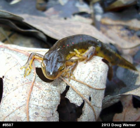 Red-spotted Newt