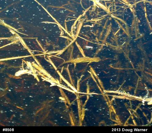Red-spotted Newt