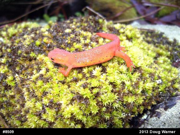 Red-spotted Newt