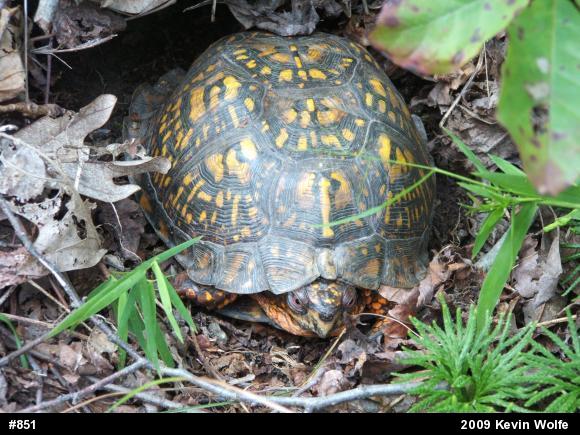 Eastern Box Turtle