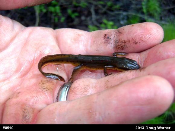 Red-spotted Newt