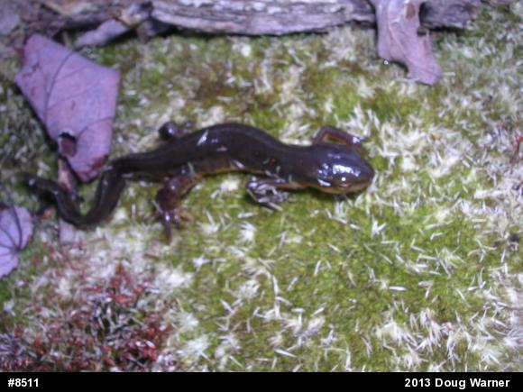 Red-spotted Newt