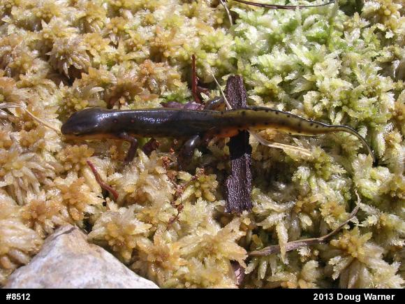 Red-spotted Newt