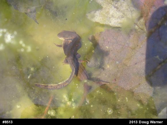 Red-spotted Newt