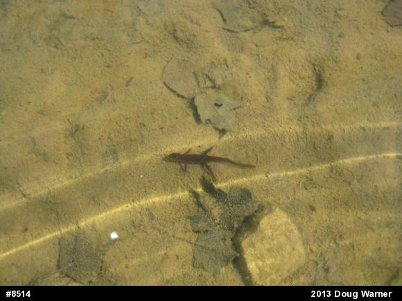 Red-spotted Newt