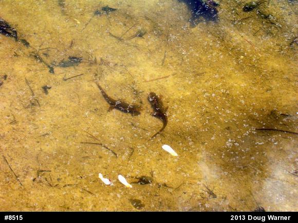 Red-spotted Newt