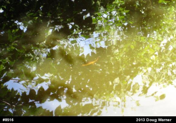 Red-spotted Newt