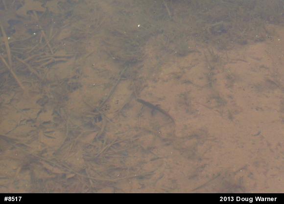 Red-spotted Newt