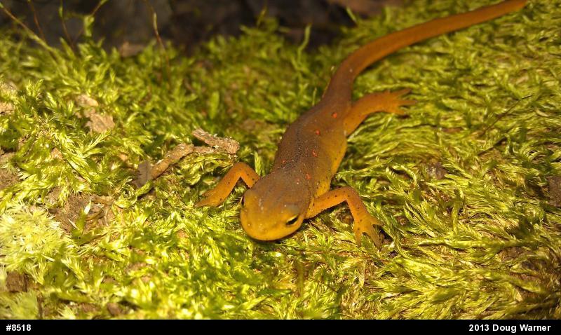 Red-spotted Newt