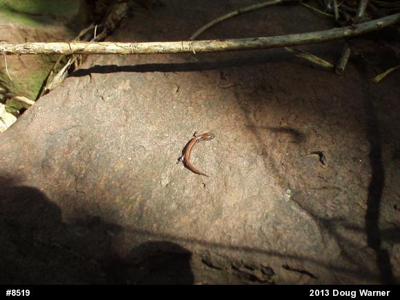 Eastern Red-backed  Salamander