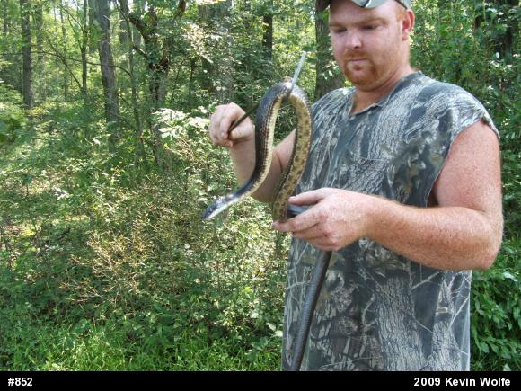 Eastern Ratsnake