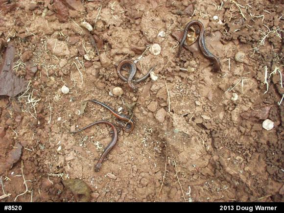 Eastern Red-backed  Salamander